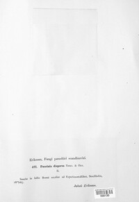 Puccinia dispersa image